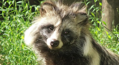 Карантин из-за бешенства введён в четырёх округах Курганской области