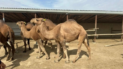 Казахстан вывел новый вид домашнего скота