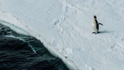 Императорские пингвины могут исчезнуть с лица Земли из-за таяния льдов