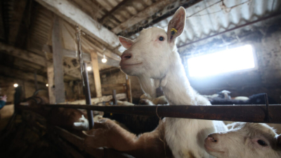 Поголовье будет уничтожено: в пяти районах изымают домашний скот из-за вспышки бешенства 08/03/2026 &ndash; Новости