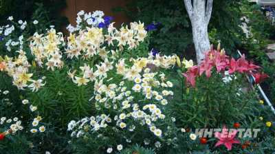 Җәйге бакча чәчәк белән ямьле - тәҗрибәле бакчачы чәчәк үстерергә өйрәтә