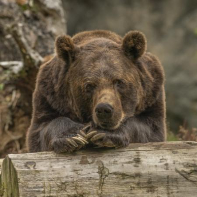 В Татарстане впервые разрешат охоту на бурого медведя