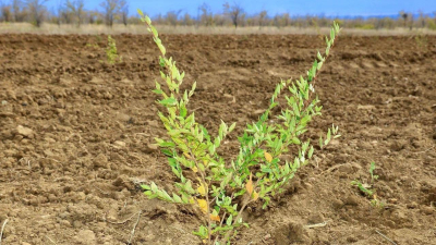 В Карагандинской области стартовала осенняя кампания по озеленению