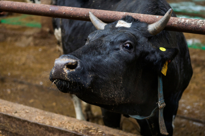 &laquo;Не&nbsp;посещать рынки, комбинаты, не&nbsp;приглашайте забойщиков!&raquo;: как зараза скота подбирается к&nbsp;Татарстану