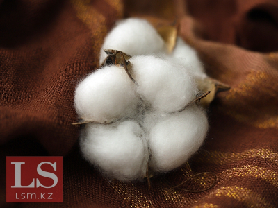 Хлопок и алкоголь стали приносить больше денег Казахстану