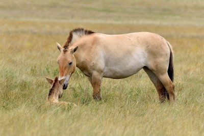 В Казахстане изменили название лошади Пржевальского