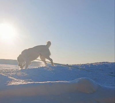 &laquo;Отпустим этот мороз&raquo;: Минниханов показал Акдуса на фоне снегов и призвал весну