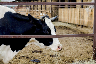В Новосибирской области собственники животных, изъятых в рамках противоэпизоотических мероприятий, получили первые выплаты