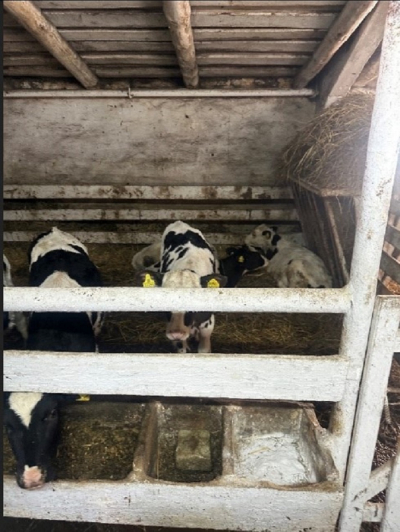 Фирму в Татарстане оштрафовали за нарушение правил карантина животных