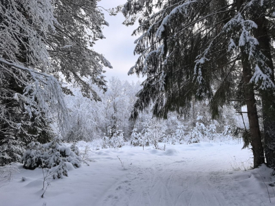 Поиск семьи Усольцевых в тайге Красноярского края осложнился из-за зимы: в деле возник новый поворот