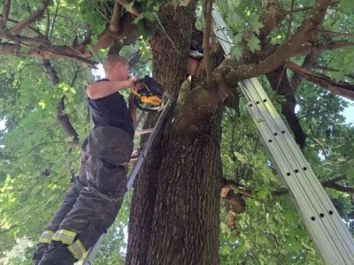 Залез в дупло клёна на спор или от скуки и просидел сутки: в Луге спасатели снимали мужчину с четырёхметровой высоты